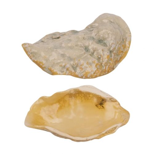 Блюдо ракушка d130х80 керамика Frutti di Mare P.L.